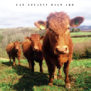Steppas Records - Uk Alpha Steppa - Dub Dynasty Holy Cow X Uk Dub Album LP rv-lp-01052